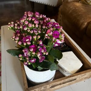 Meet your Posher, Brenna